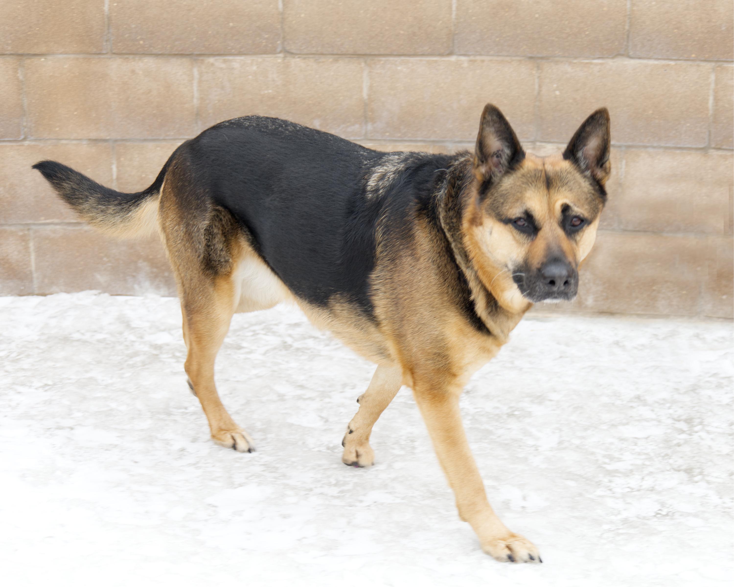 Maisy, an adoptable mixed breed in Winnipeg, MB image 2/3