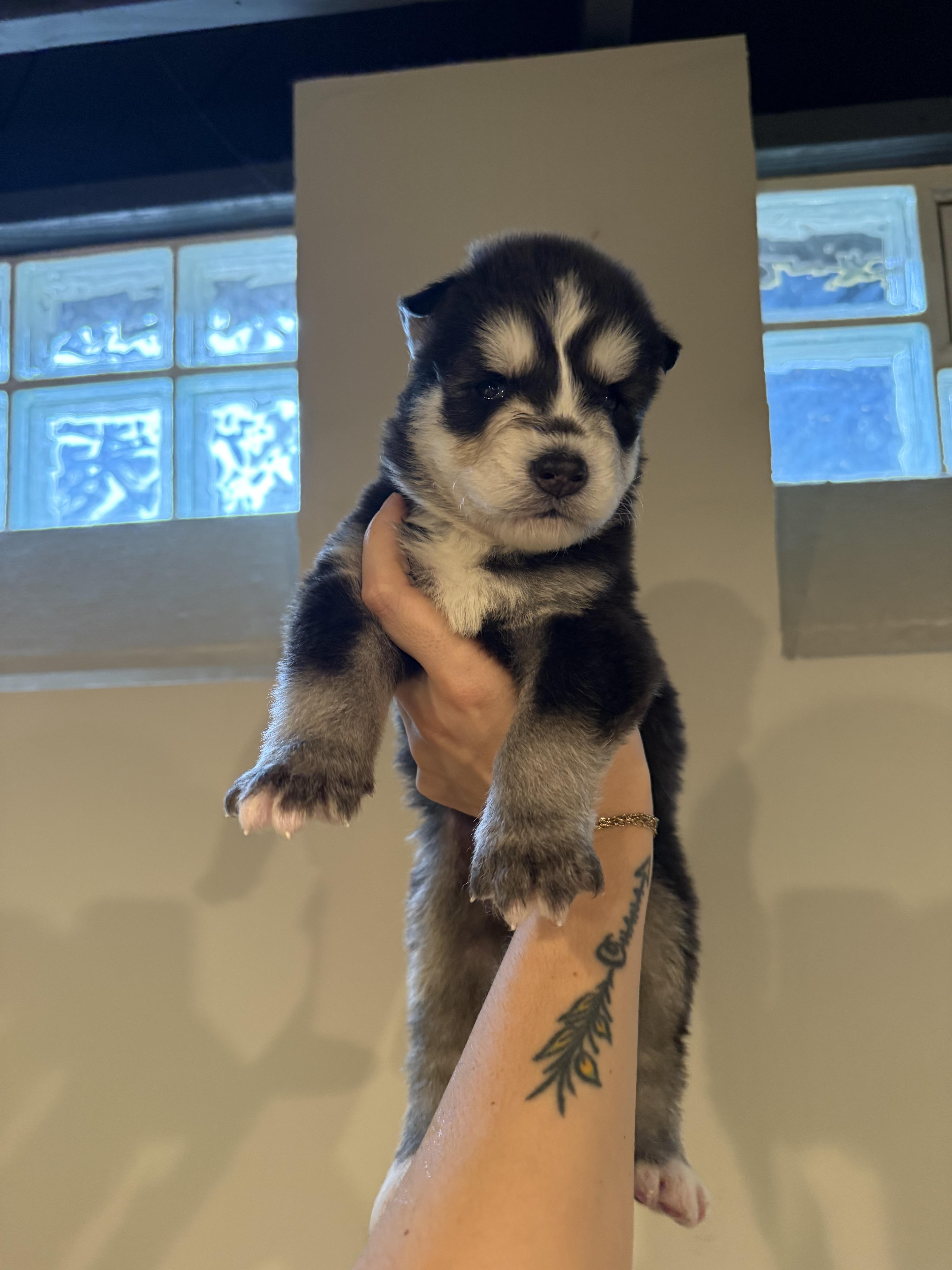 Mojo, Adoptable, Puppy Male Husky & German Shepherd Dog.