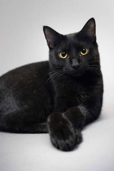 Enlarge Eclipse, a Adoptable Domestic Short Hair in North Haledon, NJ image 1/4