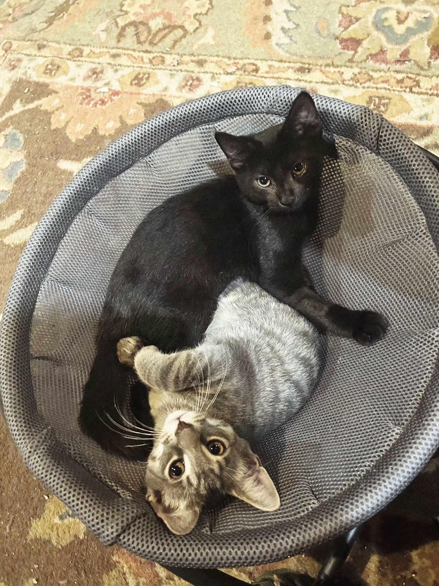 Eclipse — thumbnail 2