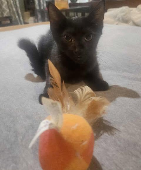 Enlarge Eclipse, a Adoptable Domestic Short Hair in North Haledon, NJ image 4/4