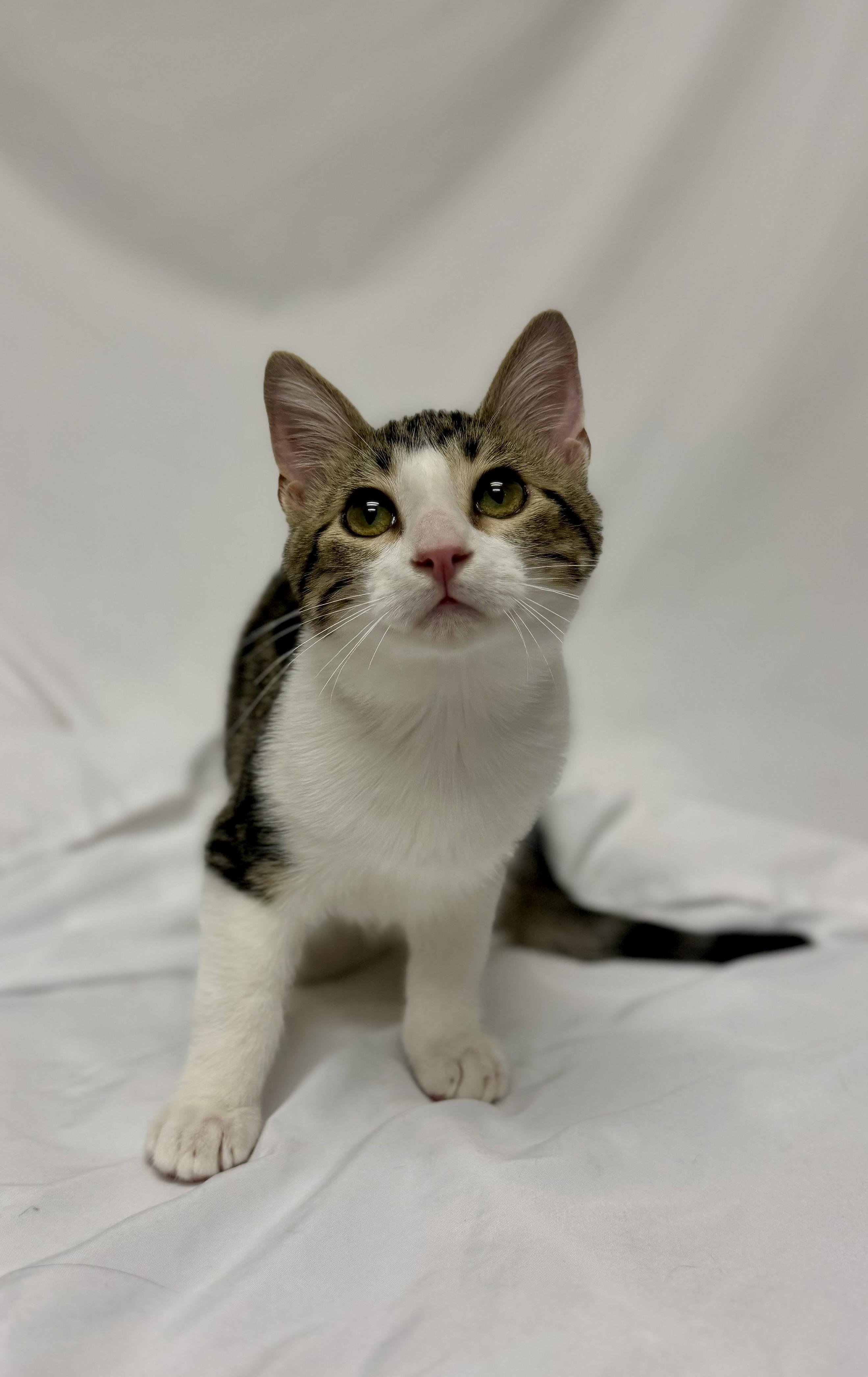 Enlarge Raphael, a Adoptable Domestic Short Hair in Denver, CO image 4/5