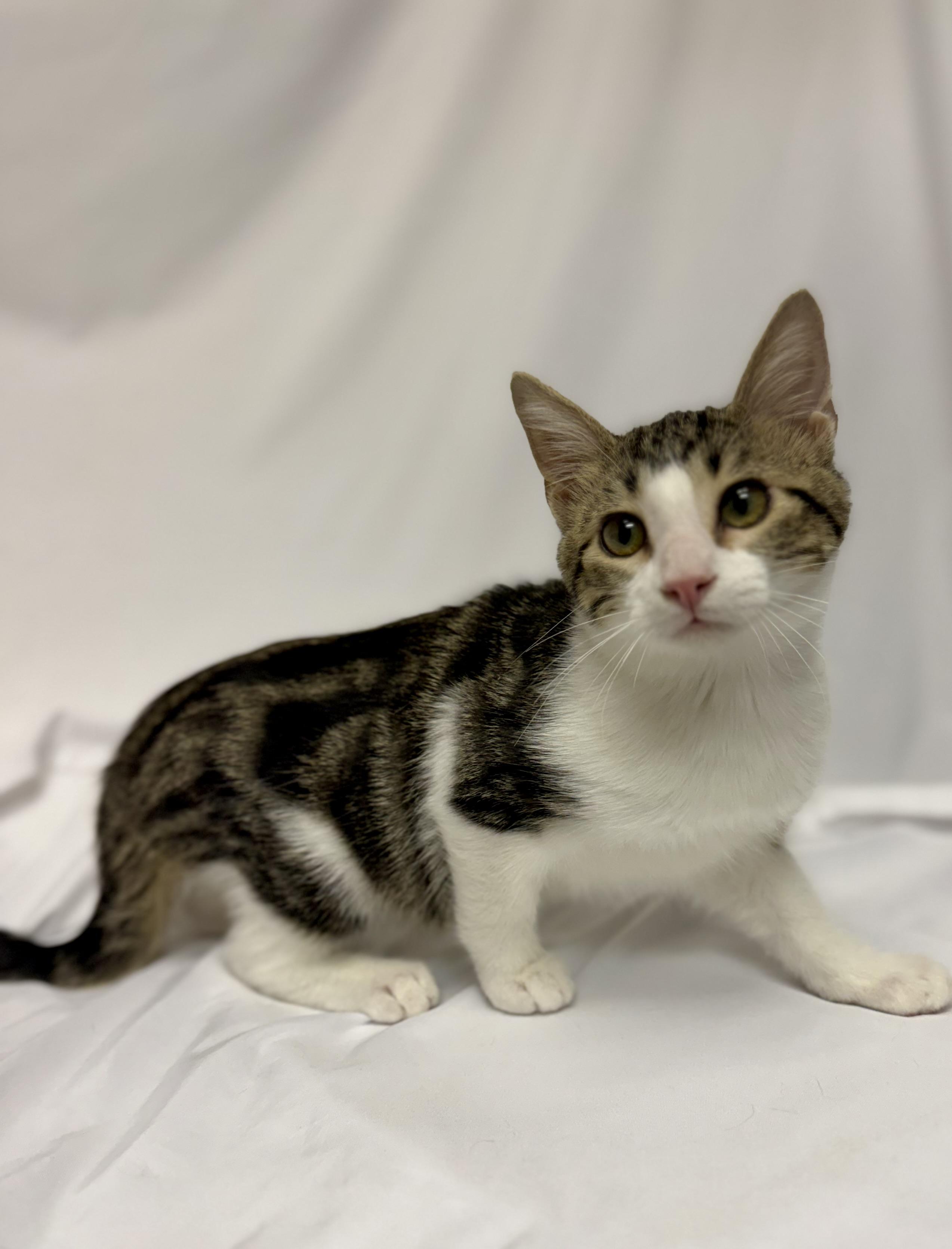 Raphael, Adoptable, Young Male Domestic Short Hair.