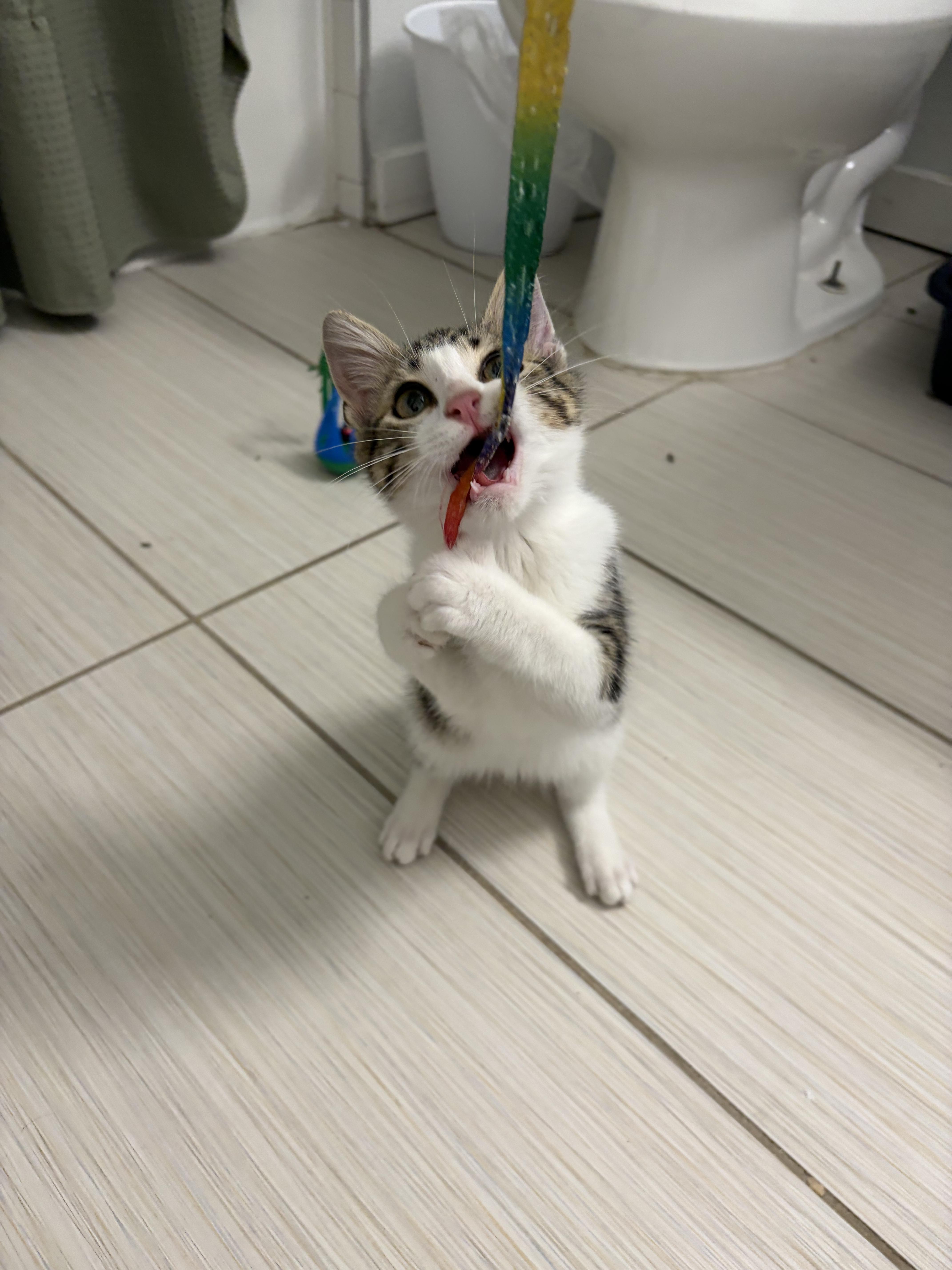 Enlarge Raphael, a Adoptable Domestic Short Hair in Denver, CO image 5/5