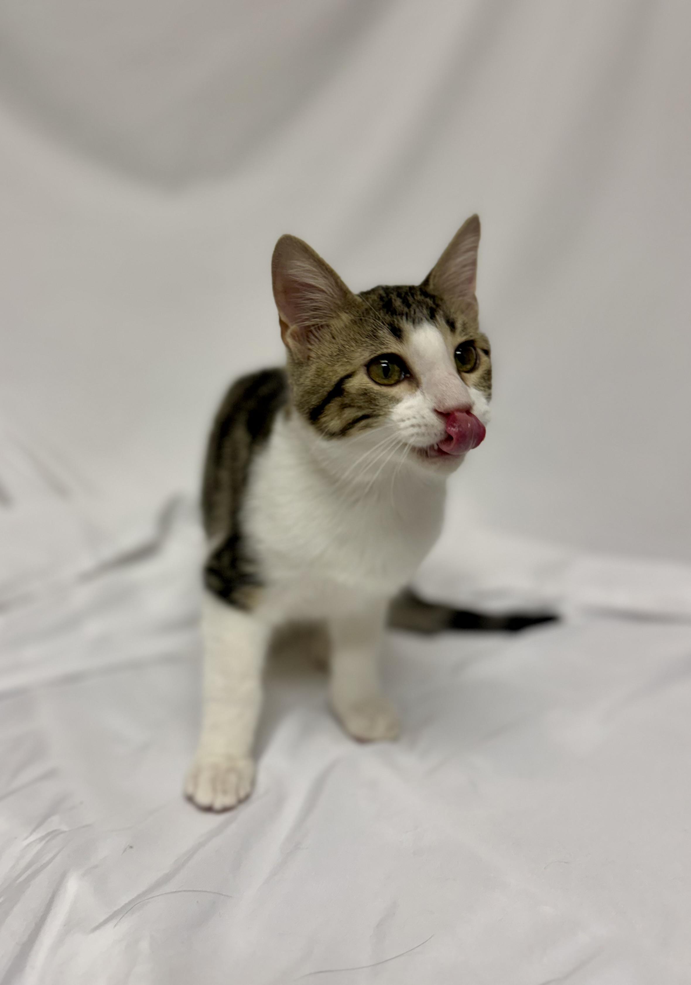 Enlarge Raphael, a Adoptable Domestic Short Hair in Denver, CO image 2/5