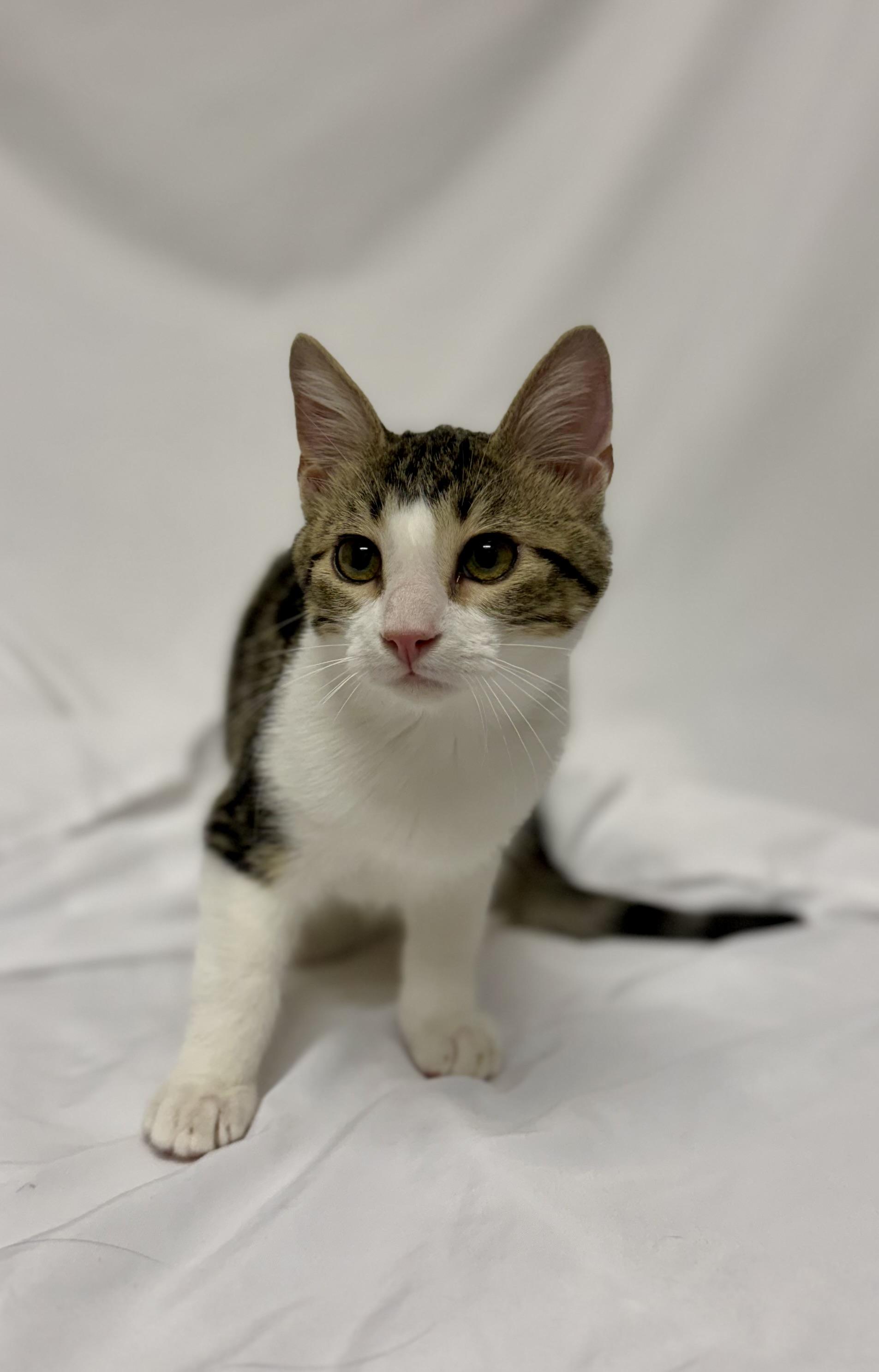 Enlarge Raphael, a Adoptable Domestic Short Hair in Denver, CO image 3/5