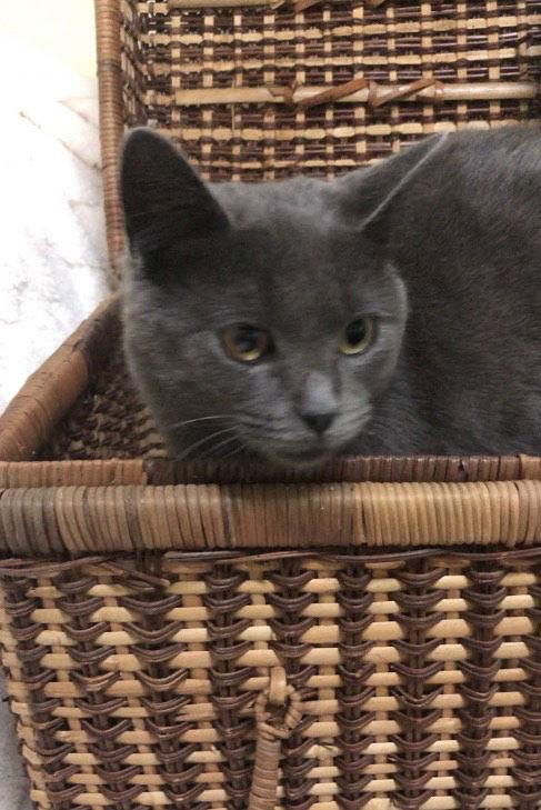 Enlarge Tris, a Adopted Domestic Short Hair in Forest Lake, MN image 1/2