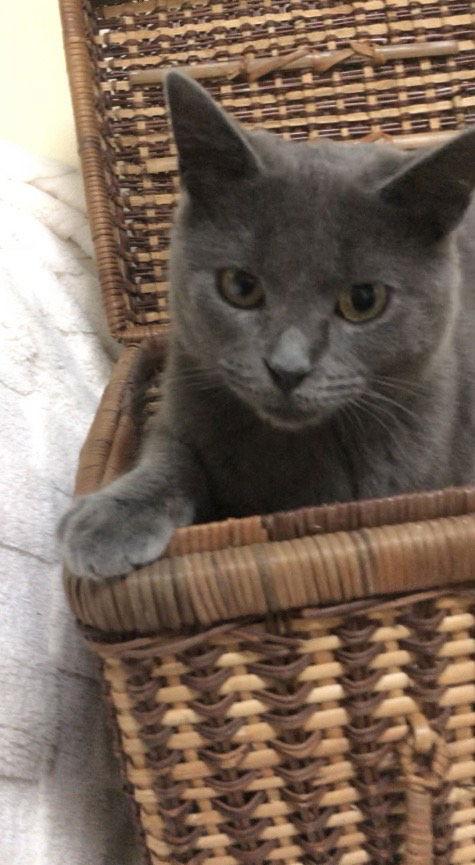 Enlarge Tris, a Adopted Domestic Short Hair in Forest Lake, MN image 2/2