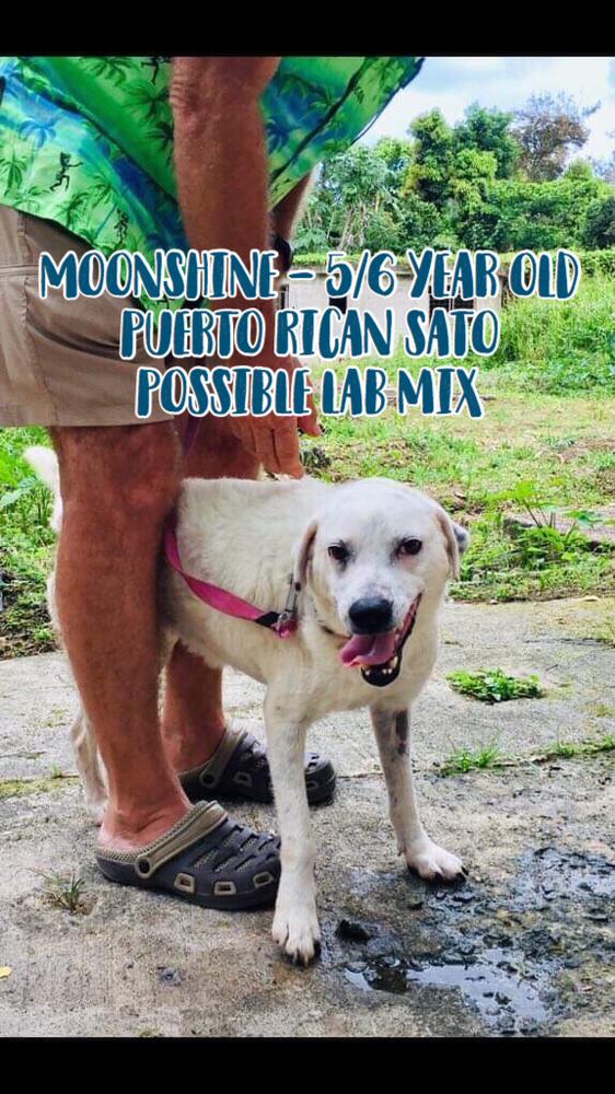 SUNSHINE, Adoptable, Adult Female Labrador Retriever.