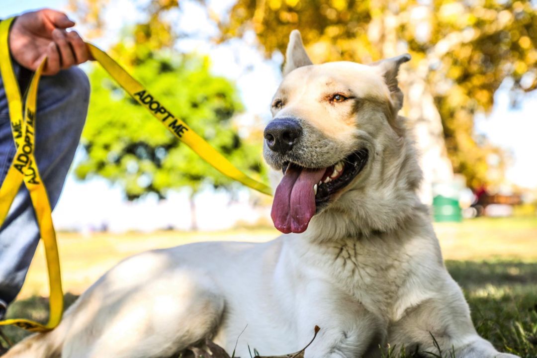 Kimba, an adoptable German Shepherd Dog in woodland hills, CA, 91364 | Photo Image 1
