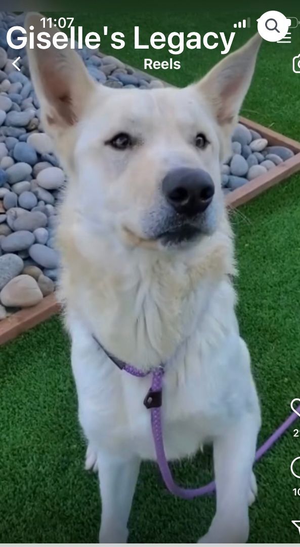 Kimba, an adoptable German Shepherd Dog in woodland hills, CA, 91364 | Photo Image 3