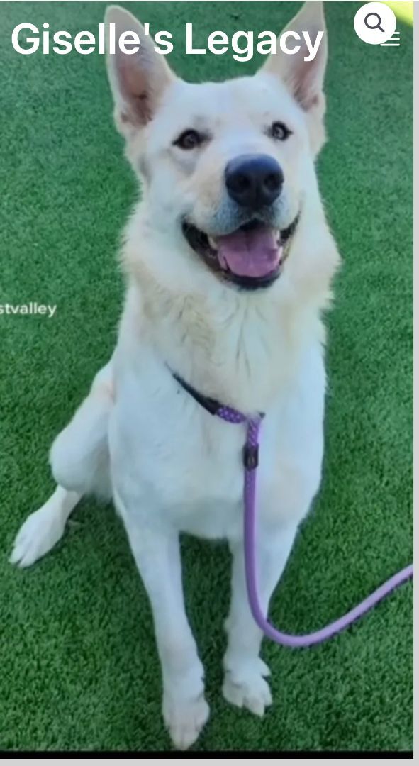 Kimba, an adoptable German Shepherd Dog in woodland hills, CA, 91364 | Photo Image 5