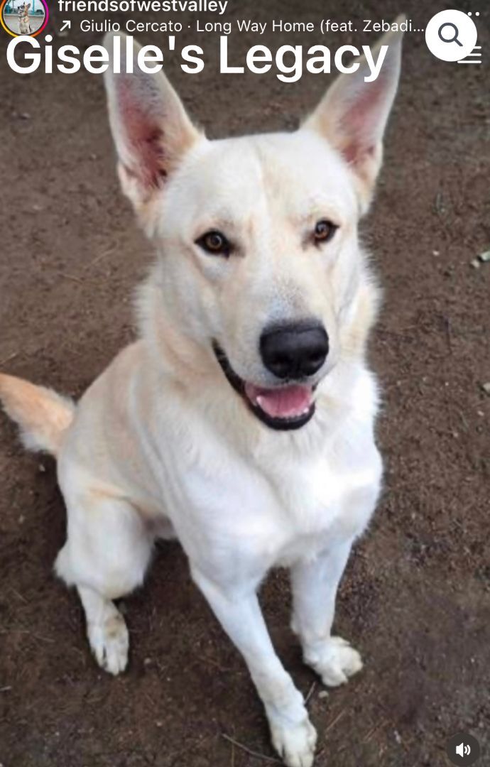 Kimba, an adoptable German Shepherd Dog in woodland hills, CA, 91364 | Photo Image 2