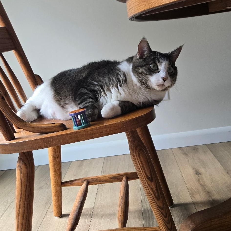 Enlarge Forest, a Adopted Domestic Short Hair in Farmington, MN image 3/5