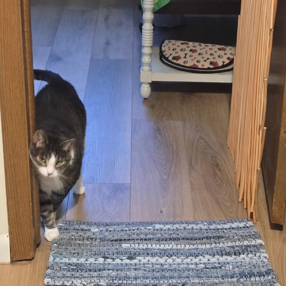 Enlarge Forest, a Adopted Domestic Short Hair in Farmington, MN image 5/5