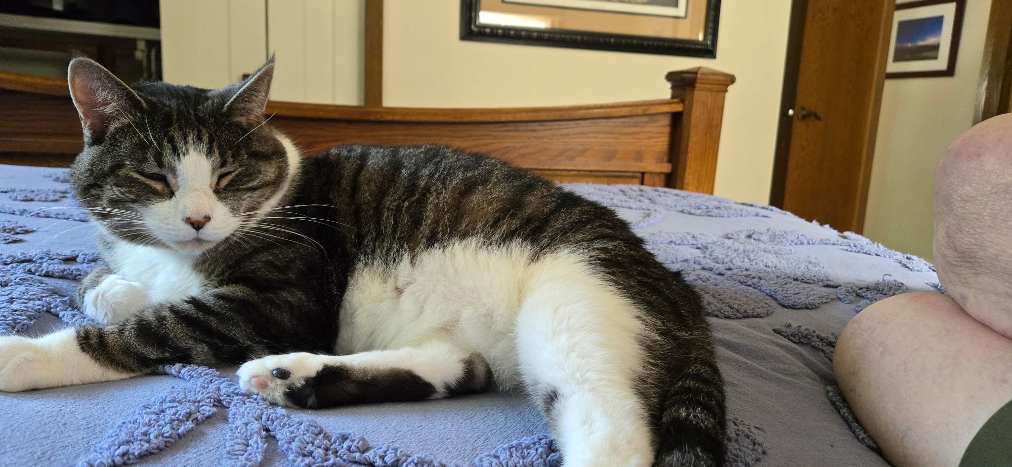 Enlarge Forest, a Adopted Domestic Short Hair in Farmington, MN image 2/5