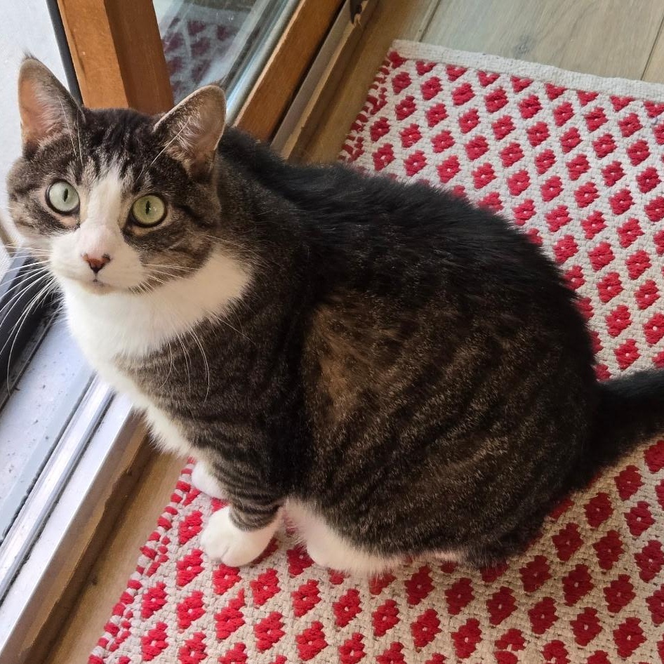 Forest, Adopted, Adult Male Domestic Short Hair.