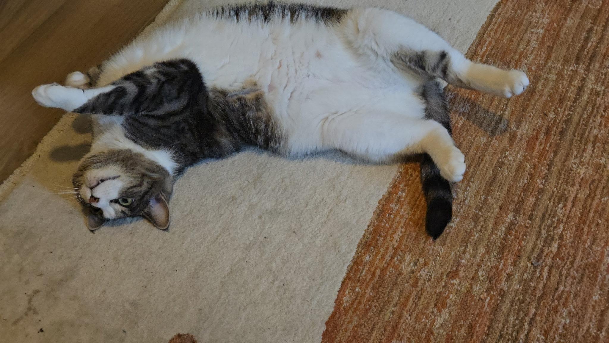 Enlarge Forest, a Adopted Domestic Short Hair in Farmington, MN image 4/5