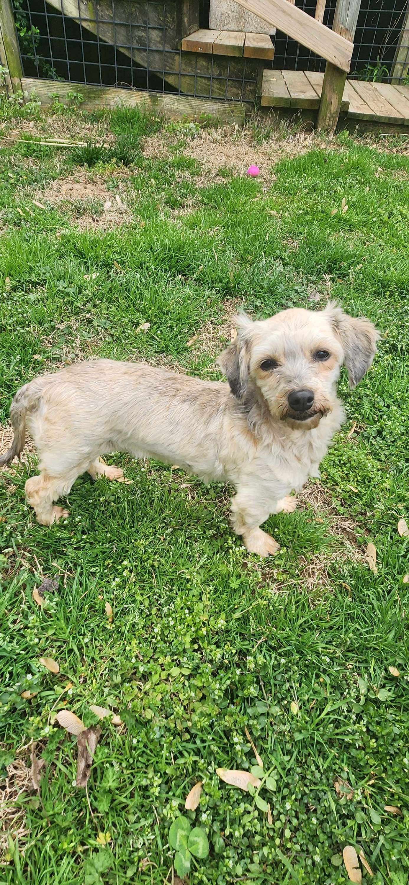 Enlarge Janie:Will be Stunning when she grows out, a ADOPTABLE Havanese in Franklin, TN image 2/3