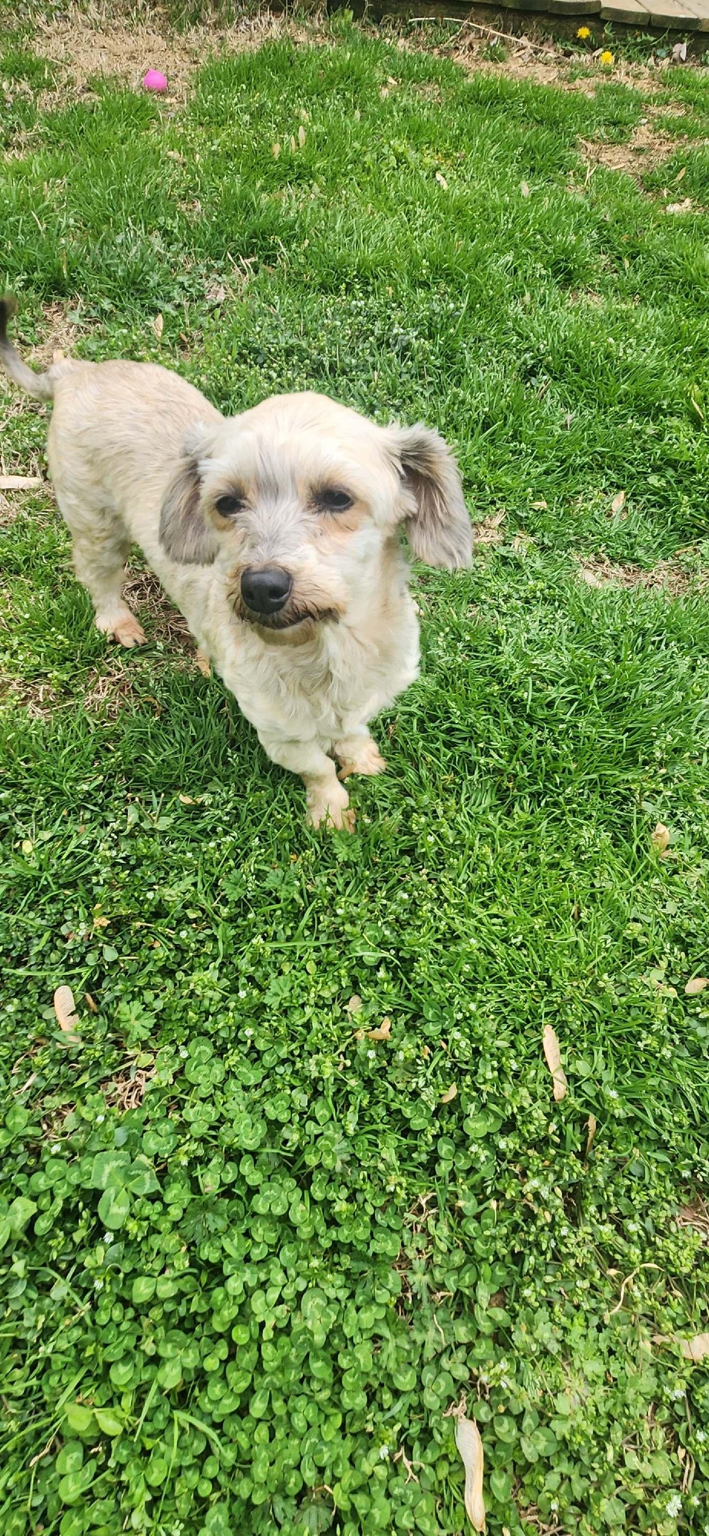 Enlarge Janie:Will be Stunning when she grows out, a ADOPTABLE Havanese in Franklin, TN image 1/3