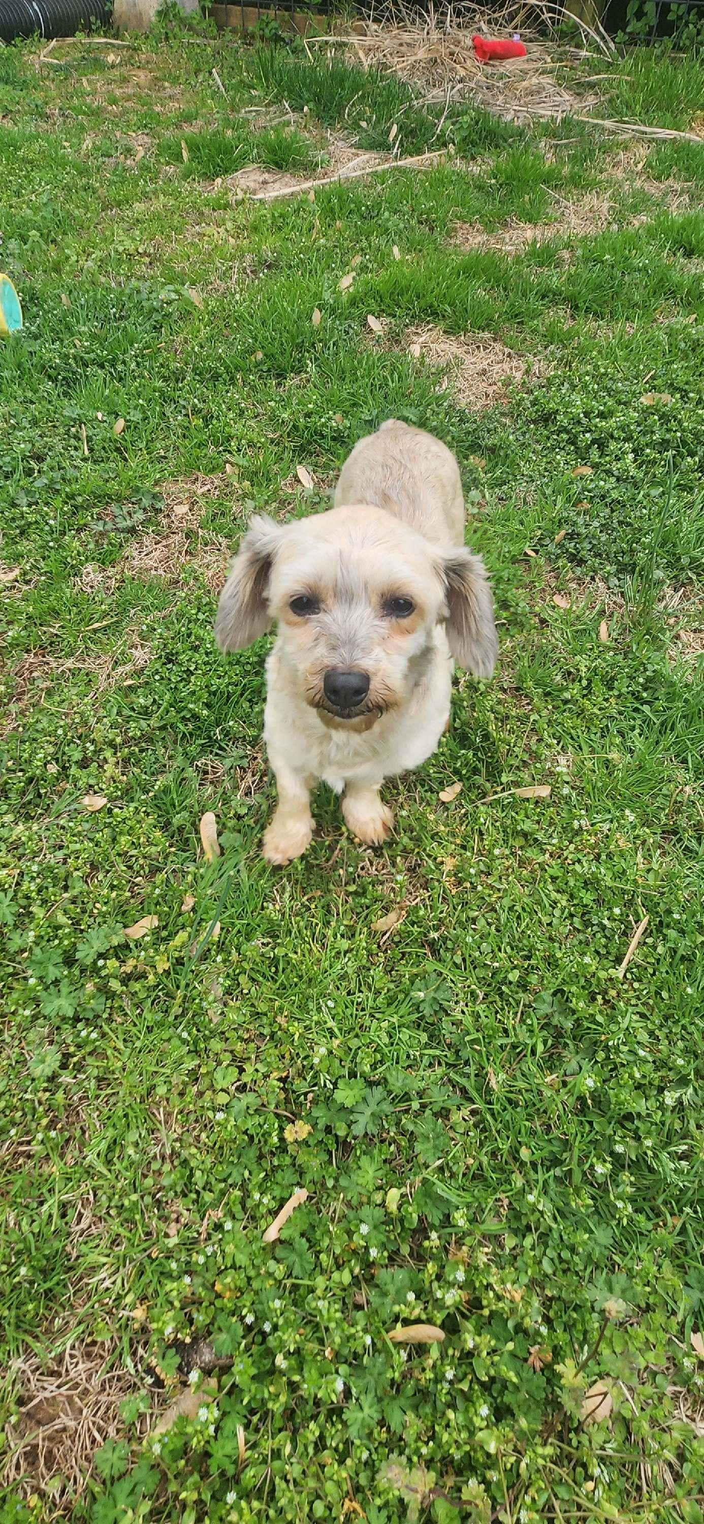 Enlarge Janie:Will be Stunning when she grows out, a ADOPTABLE Havanese in Franklin, TN image 3/3