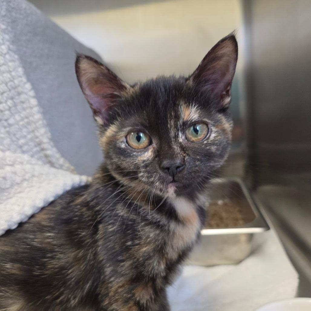 Enlarge KC, a Adopted Domestic Short Hair in Enfield, NH image 1/2