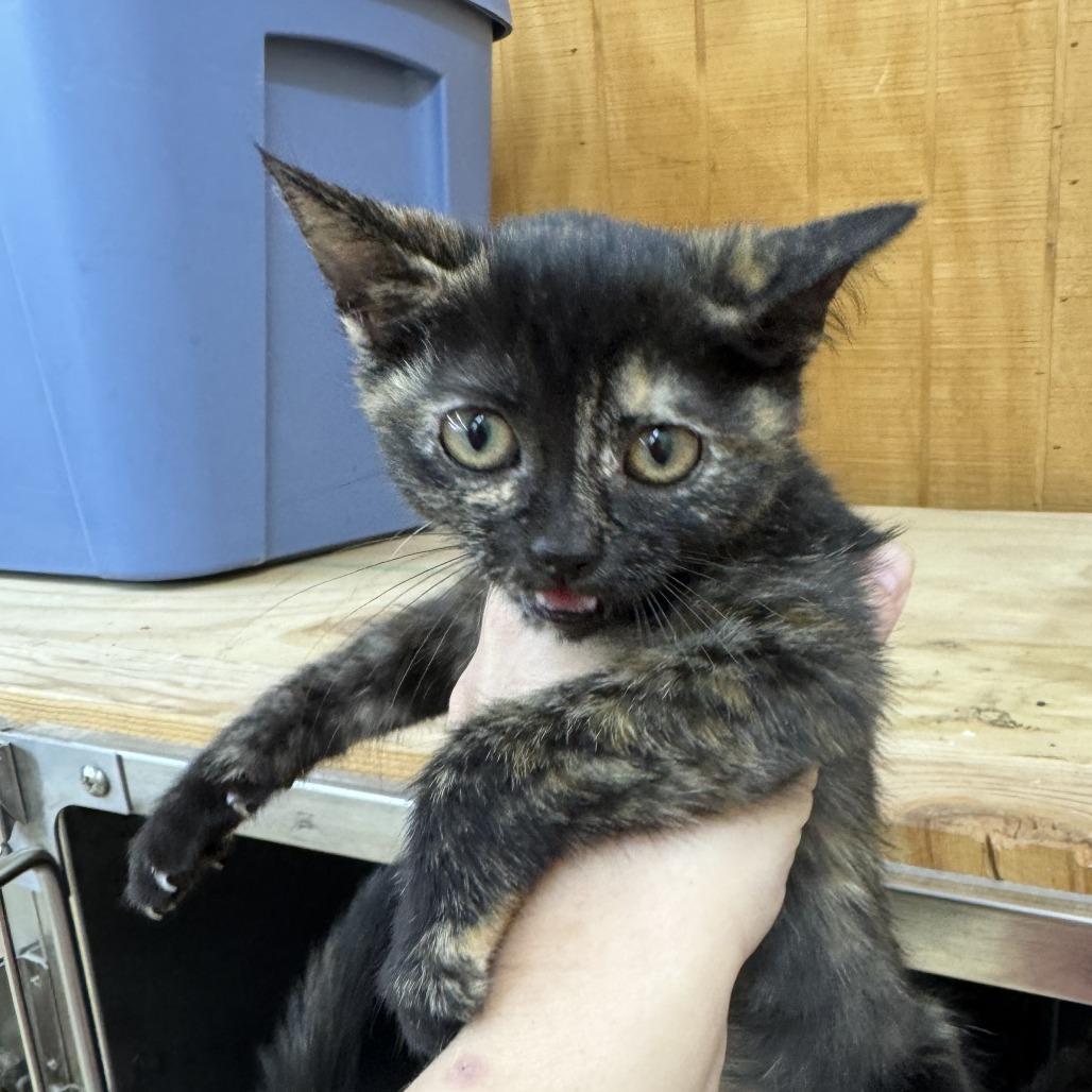 Enlarge KC, a Adopted Domestic Short Hair in Enfield, NH image 2/2