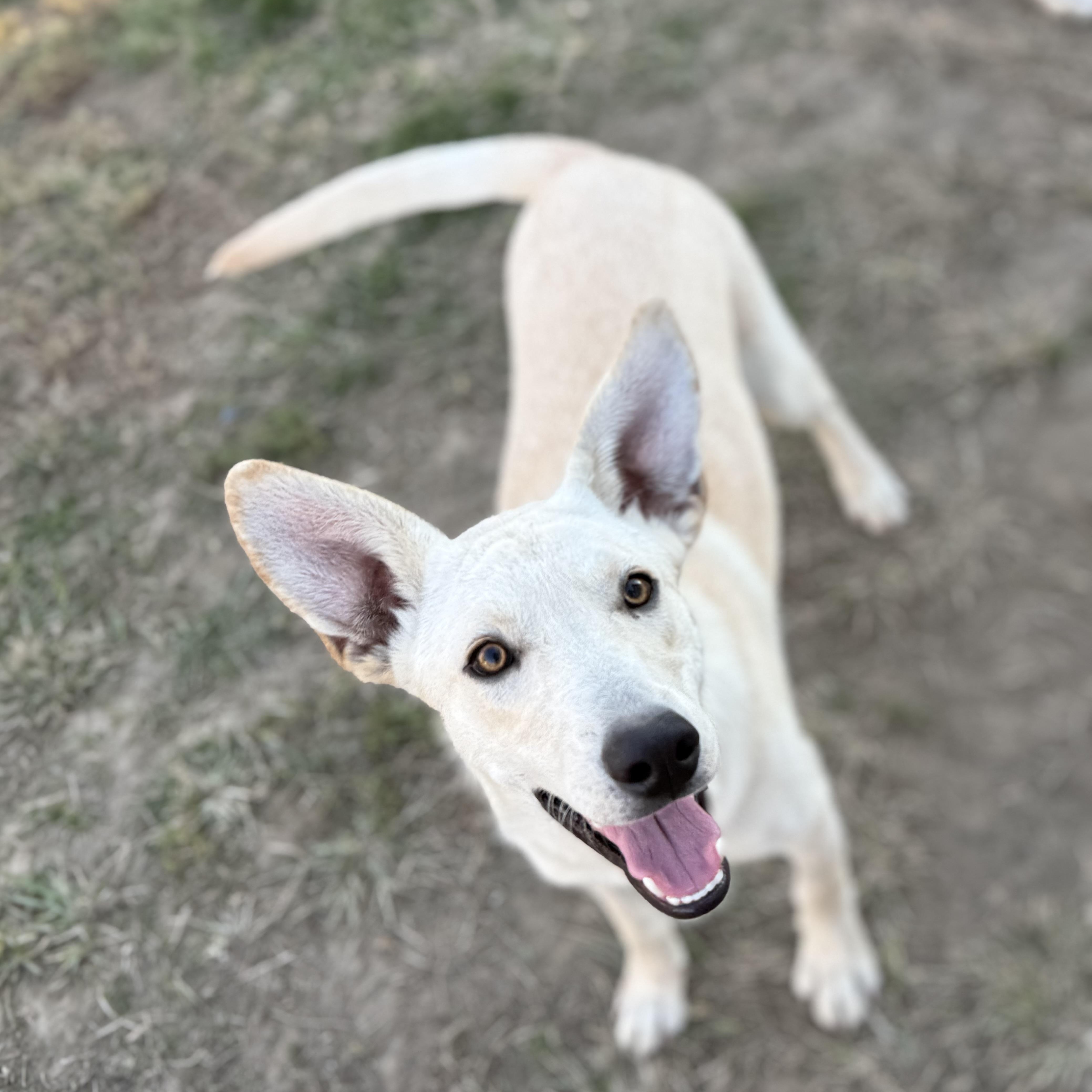 Enlarge Rally, a Adoptable mixed breed in Glenolden, PA image 1/6