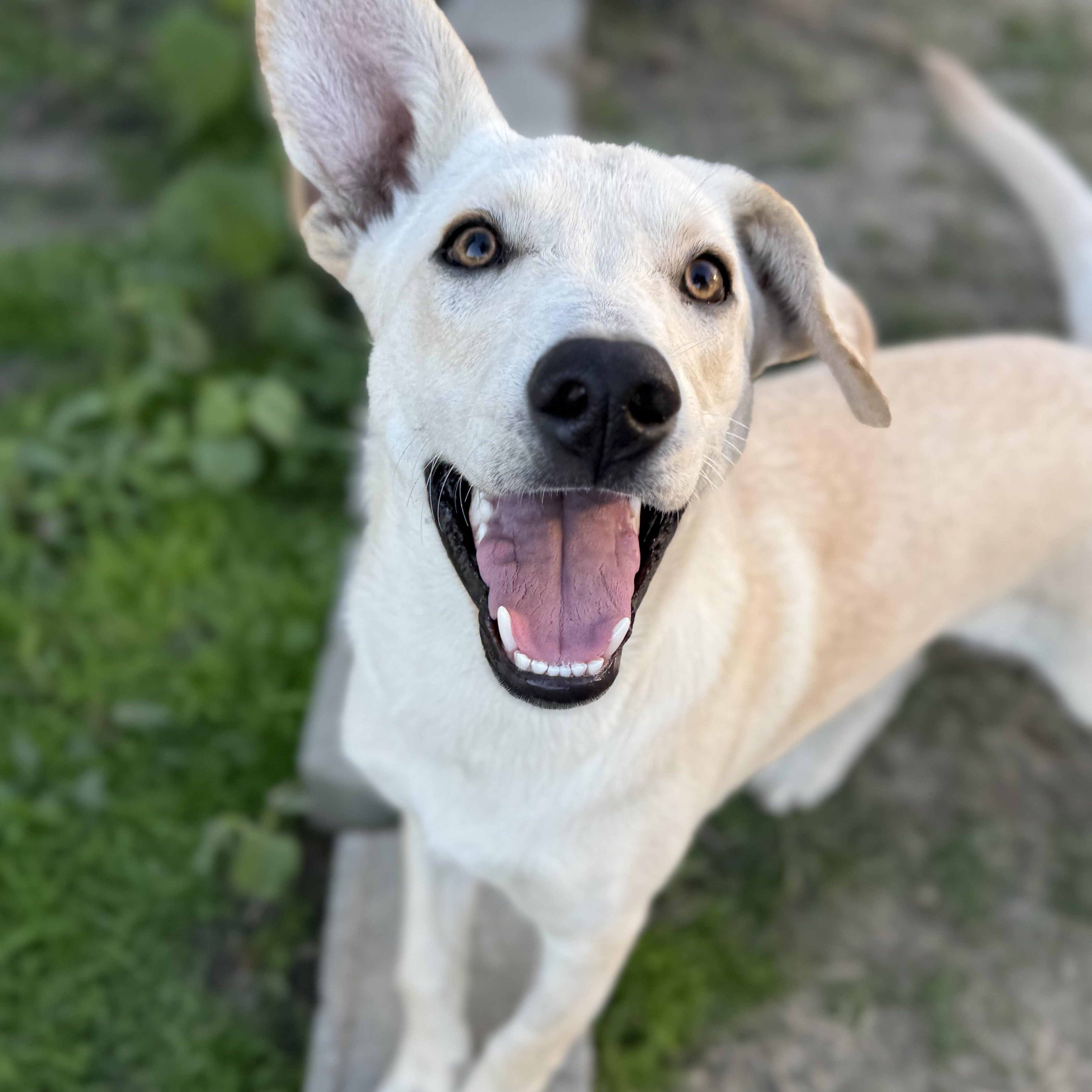 Enlarge Rally, a Adoptable mixed breed in Glenolden, PA image 5/6