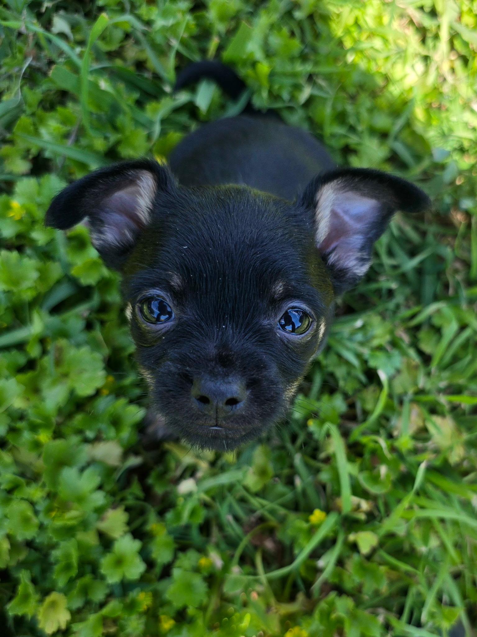 Bean, an adopted mixed breed in Penryn, CA image 2/2