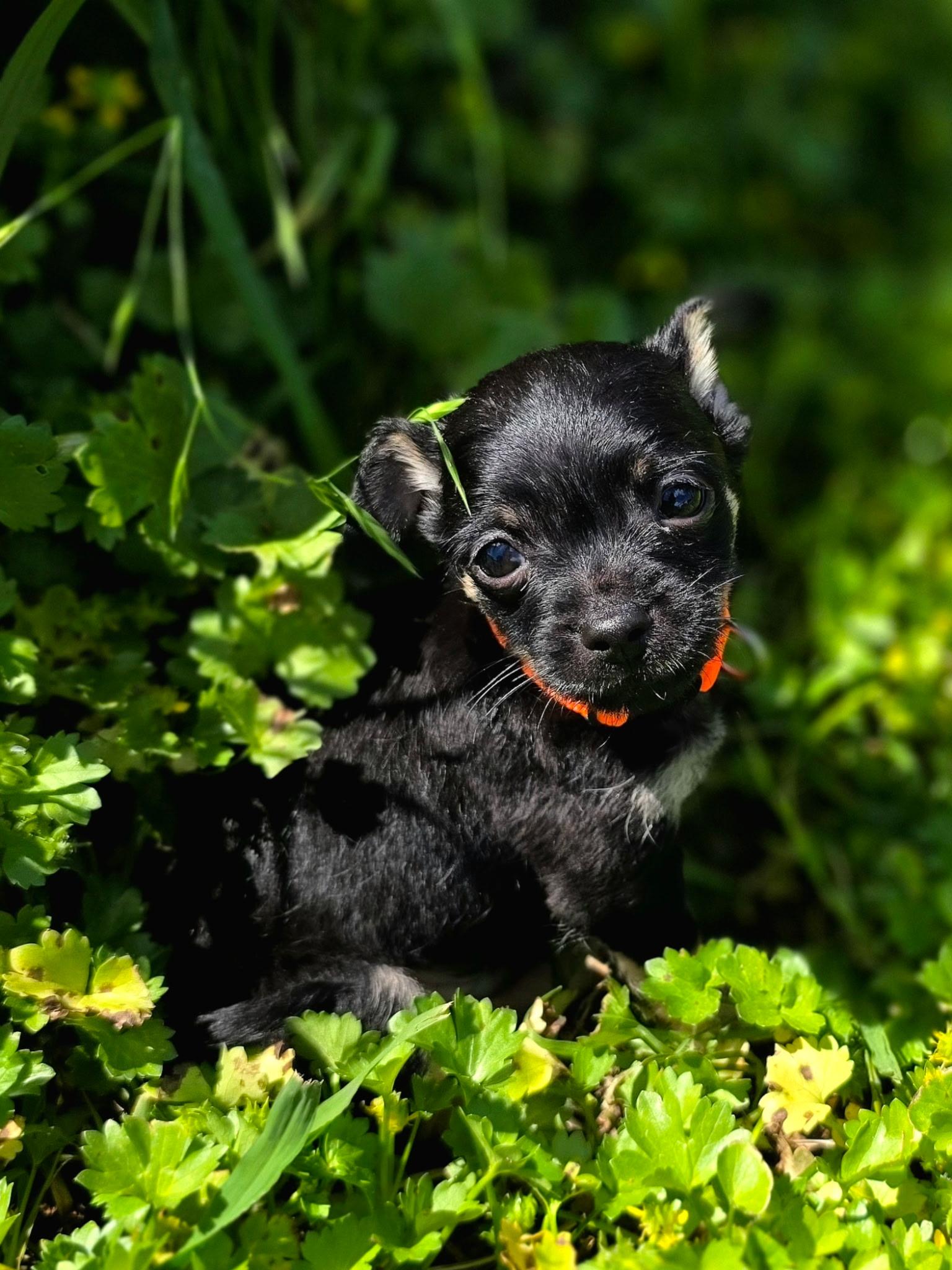 Bean, an adopted mixed breed in Penryn, CA image 1/2