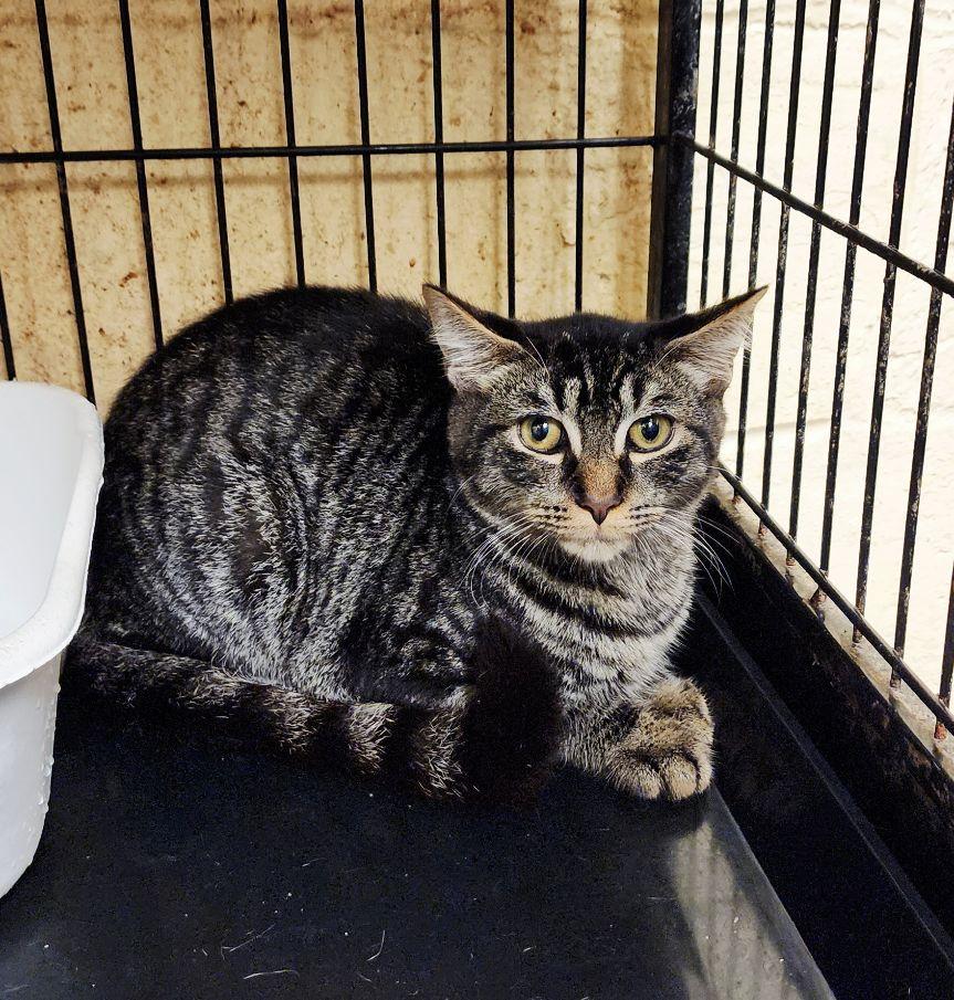 Enlarge Lily, a Adoptable Tabby in Perth Amboy, NJ image 2/3