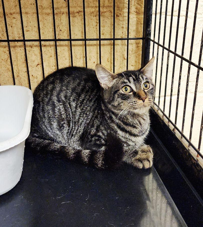 Lily, Adoptable, Young Female Tabby.