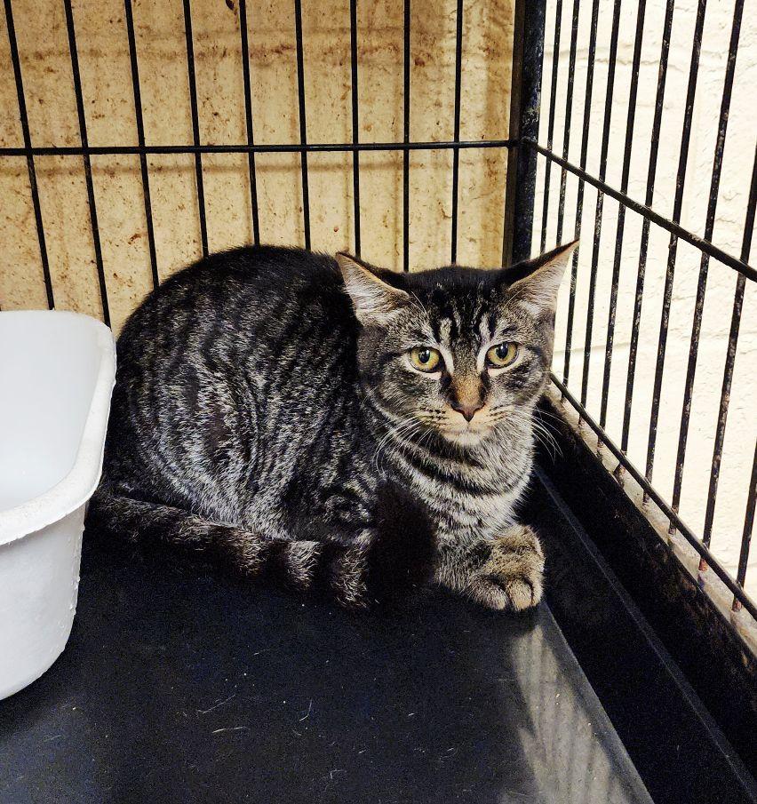 Enlarge Lily, a Adoptable Tabby in Perth Amboy, NJ image 3/3