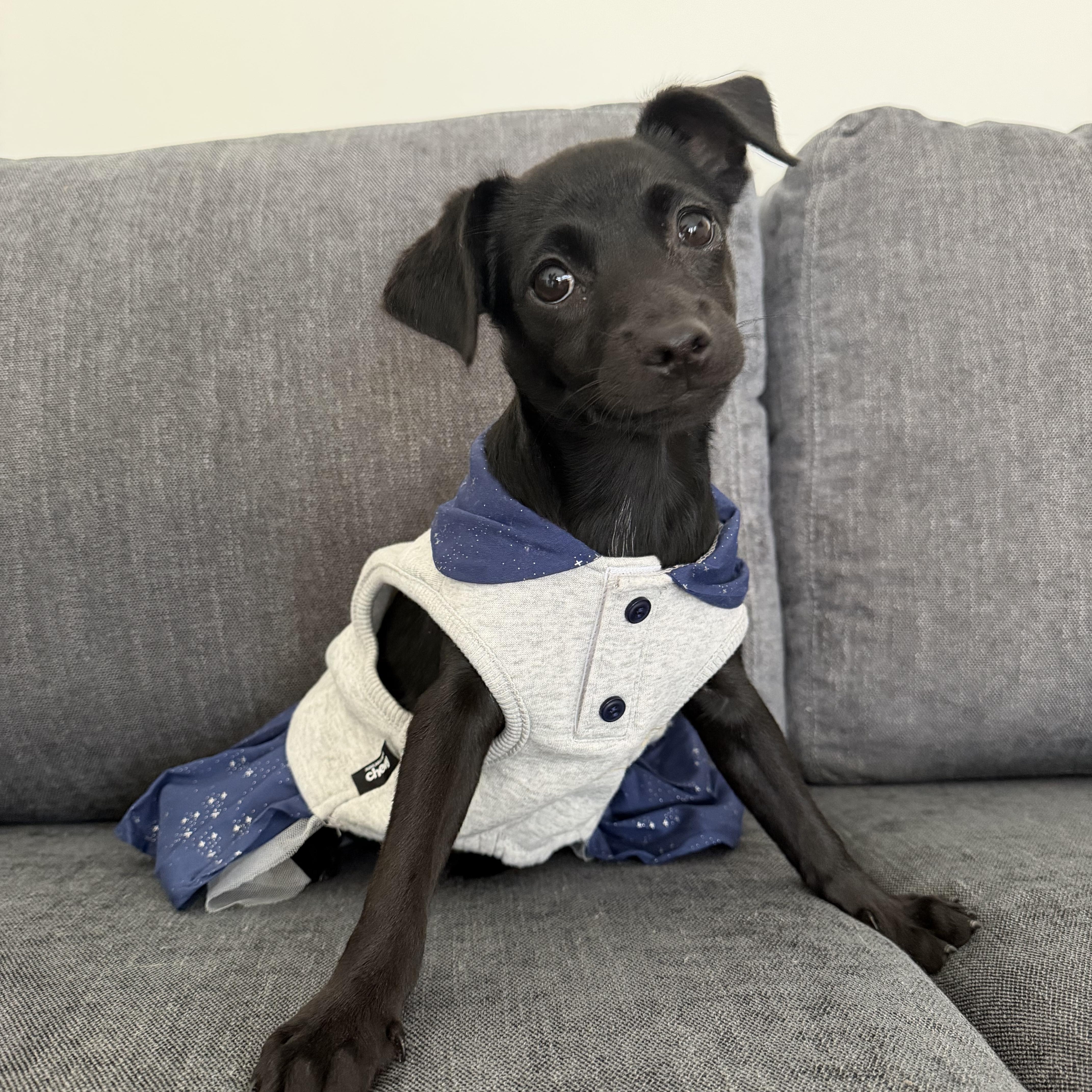 Bean, Adoptable, Puppy Female Black Labrador Retriever.