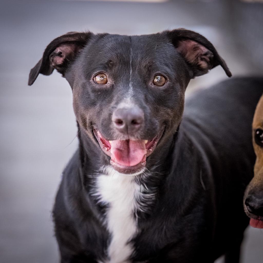 Pepe, a Adoptable mixed breed in Twentynine Palms, CA image 1/2