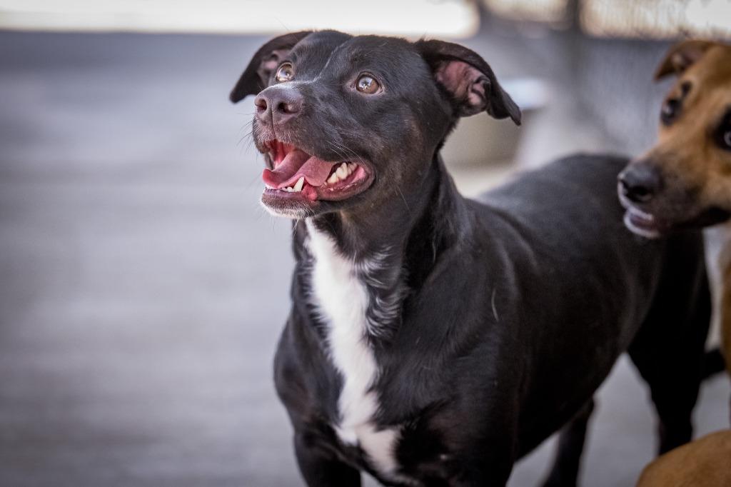 Pepe, a Adoptable mixed breed in Twentynine Palms, CA image 2/2