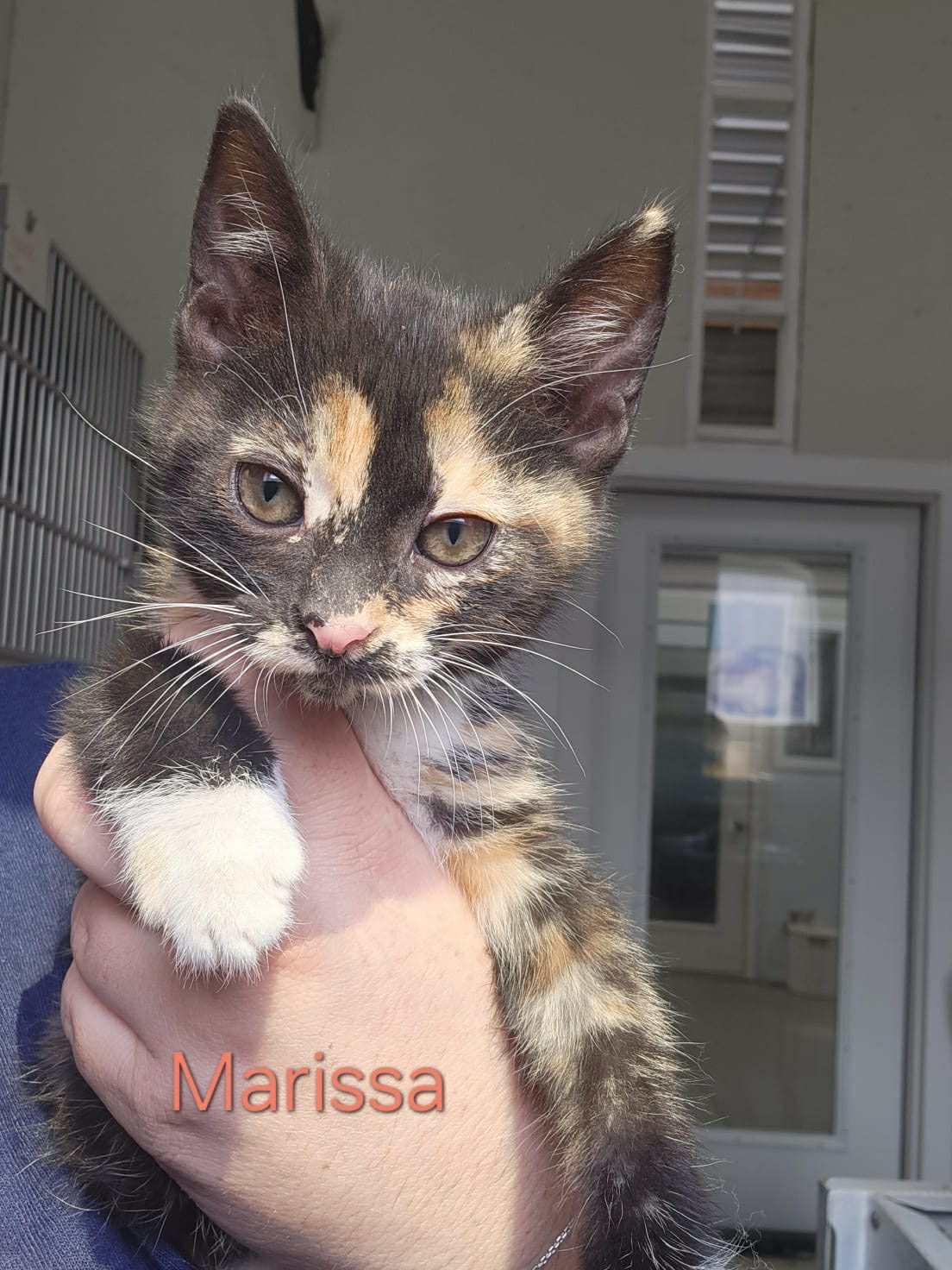 Marissa