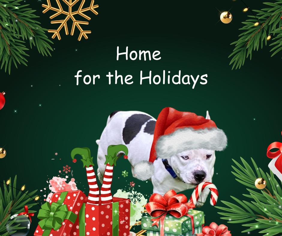 Enlarge Neo, a Adoptable mixed breed in Rootstown, OH image 1/3