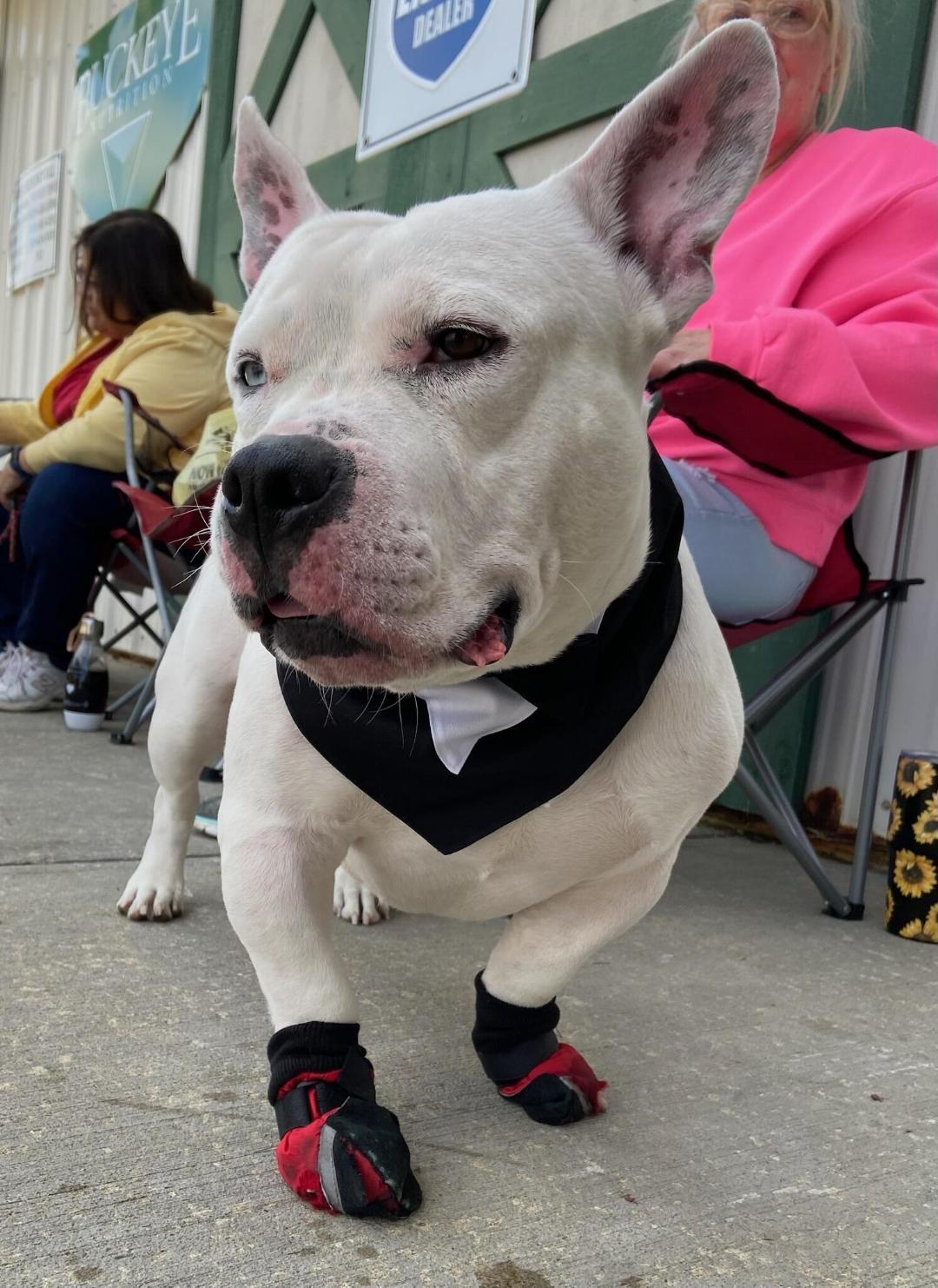 Neo, Adoptable, Adult Male English Bulldog & Staffordshire Bull Terrier.