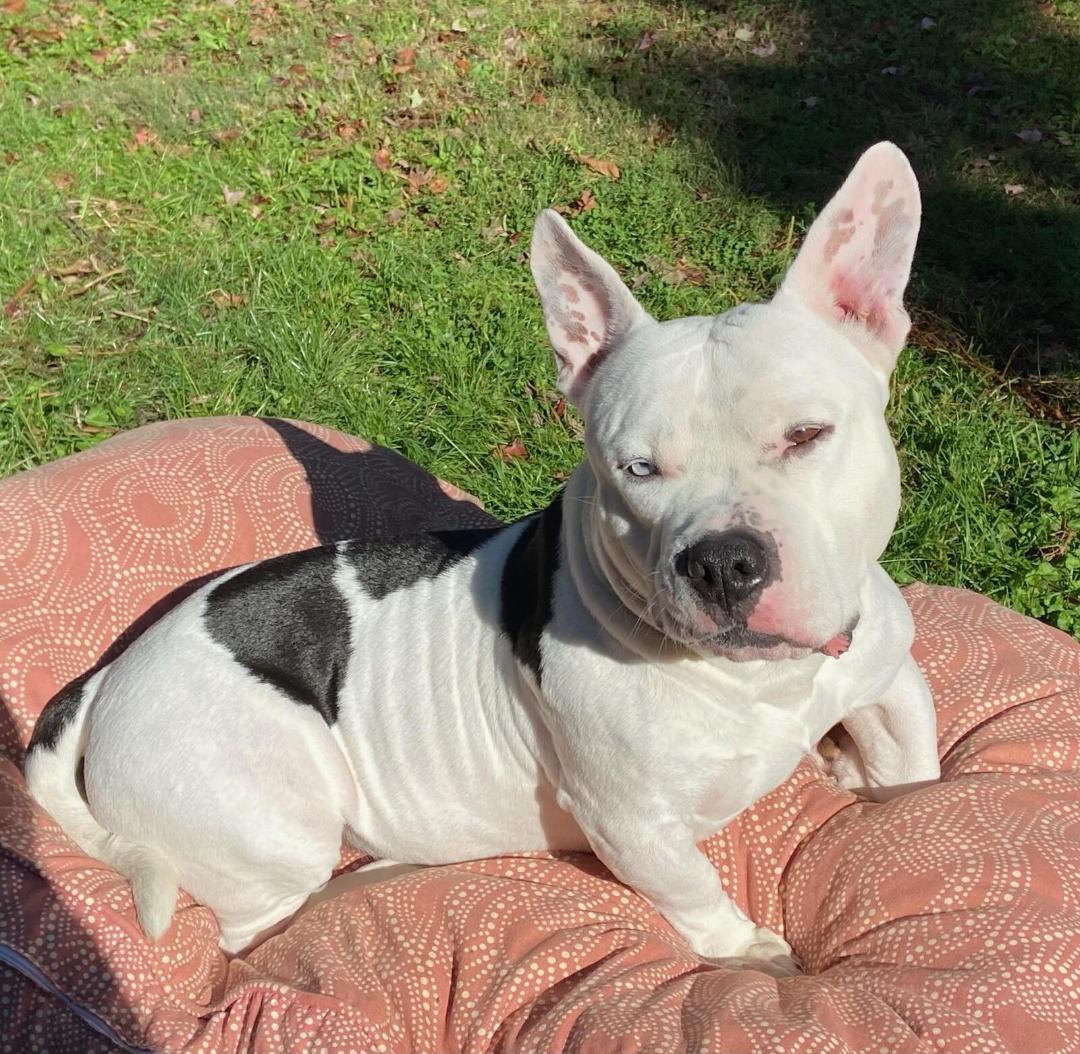 Enlarge Neo, a Adoptable mixed breed in Rootstown, OH image 3/3