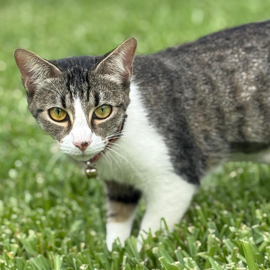 Xena, Adoptable, Young Female Domestic Short Hair.