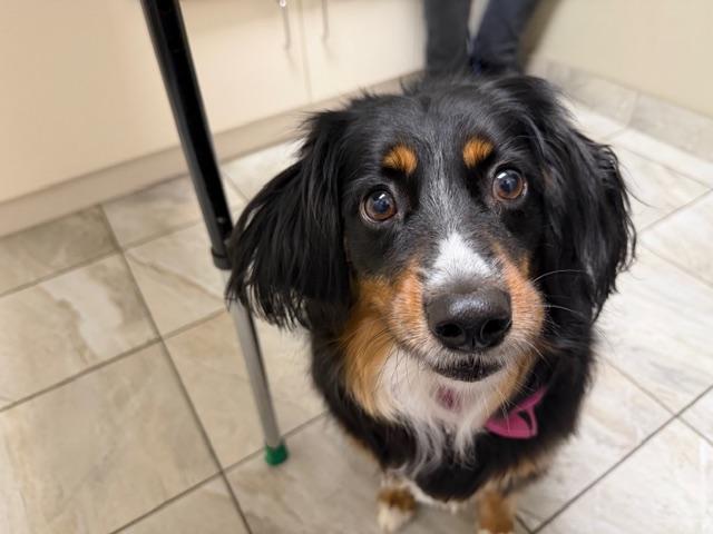 Poppy, a ADOPTABLE mixed breed in Richmond, BC image 1/5