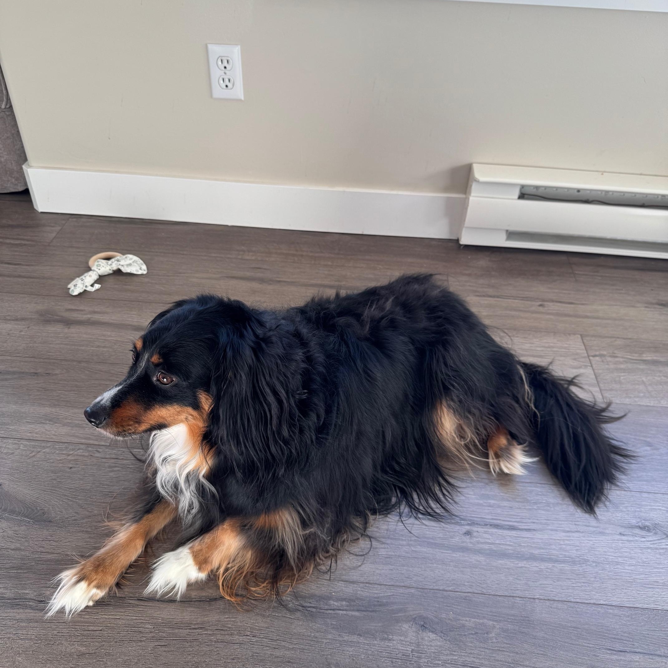 Enlarge Poppy, a ADOPTABLE mixed breed in Richmond, BC image 2/3