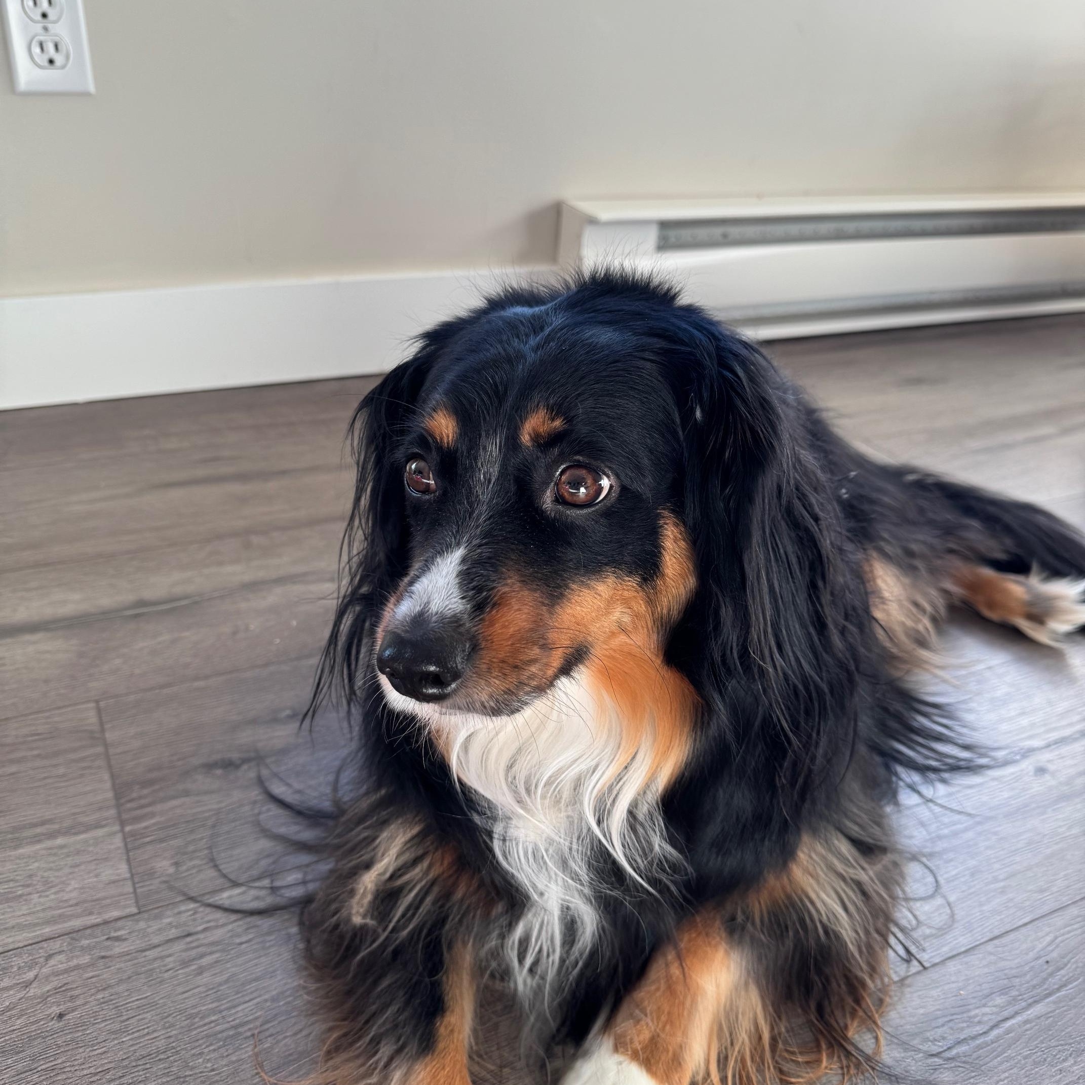 Poppy, ADOPTABLE, Young Female Cavalier King Charles Spaniel & Australian Shepherd.