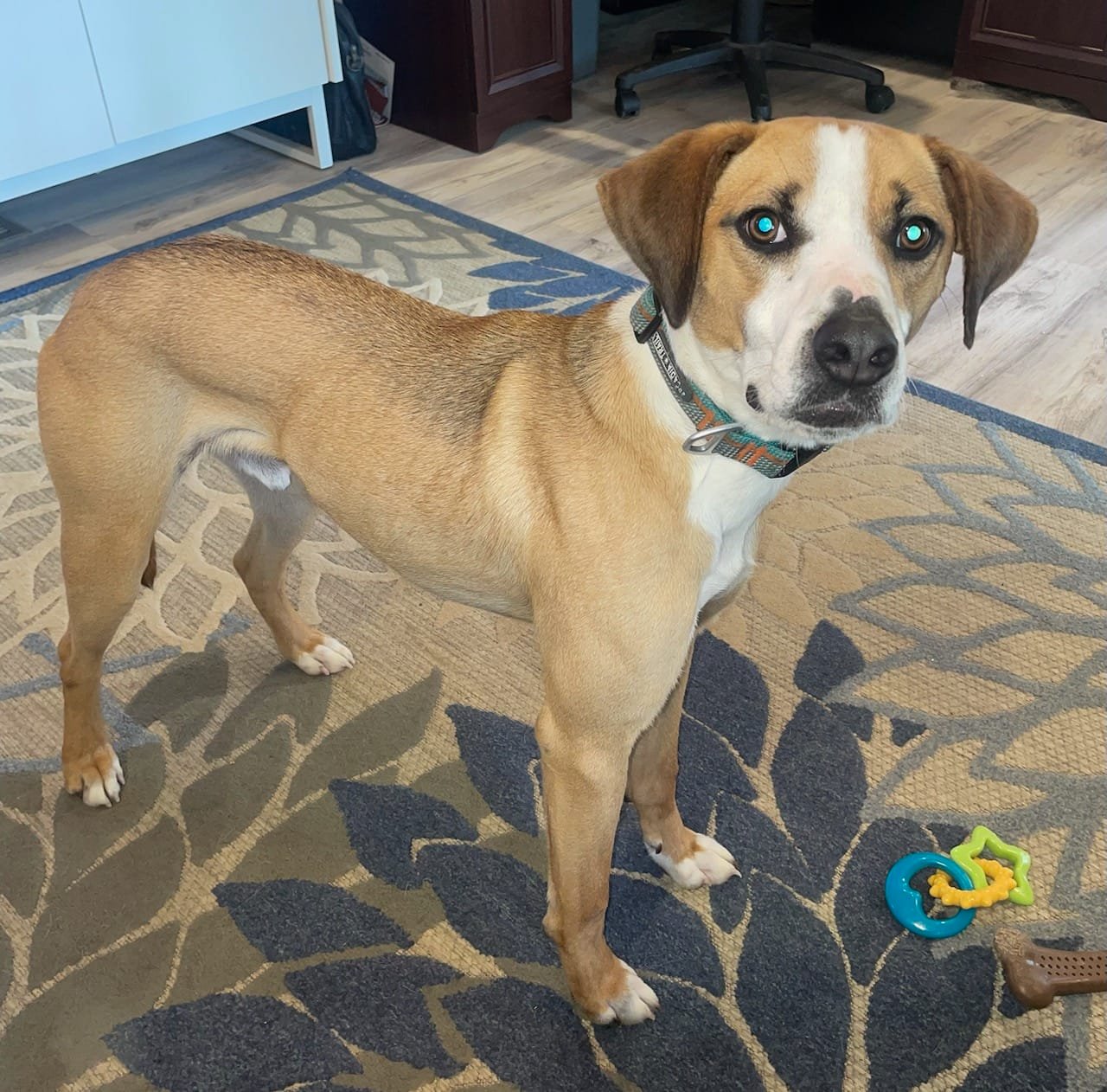 Bart, a Adoptable mixed breed in abingdon, MD image 2/2