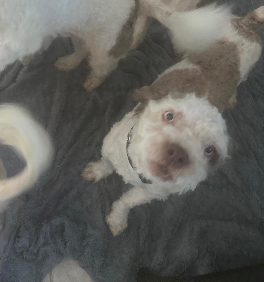 Jimmy Chew, Adoptable, Young Male Shih Tzu & Terrier.