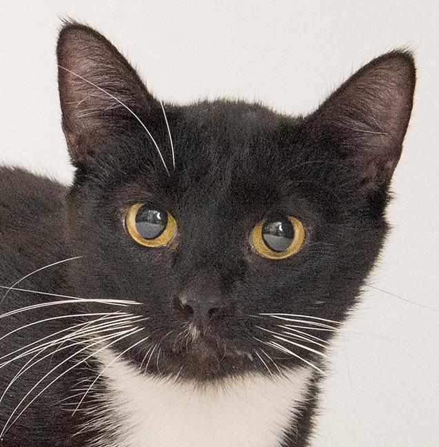 Enlarge Moira, a ADOPTABLE Tuxedo in Chicago, IL image 1/2