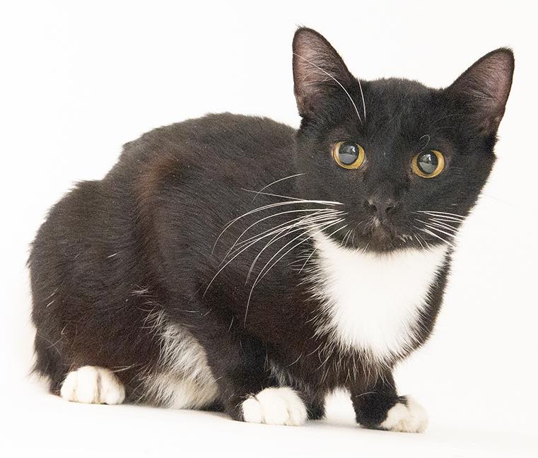 Enlarge Moira, a ADOPTABLE Tuxedo in Chicago, IL image 2/2