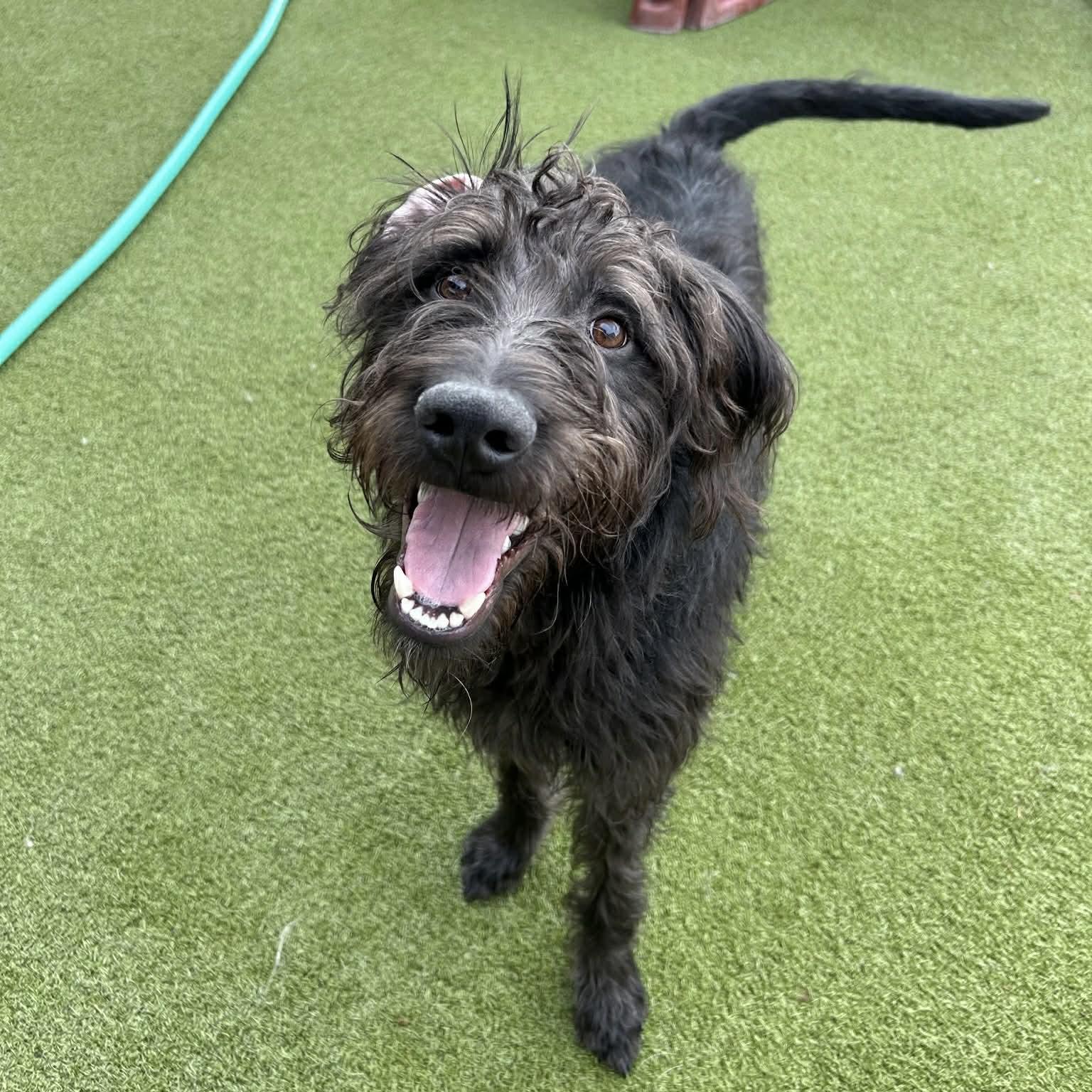 Pluto, ADOPTABLE, Young Male Schnauzer & Poodle.